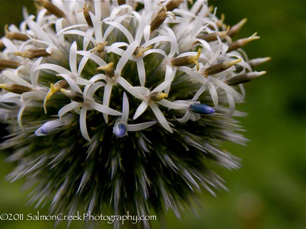 Echinops sphaerocephalus Arctic Glow