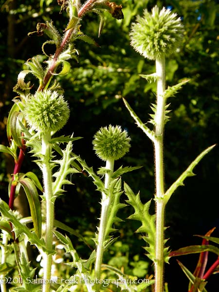 Echinops sphaerocephalus ‘Arctic Glow’