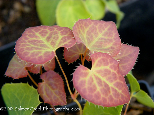 Epimedium perralchicum Frohnleiten