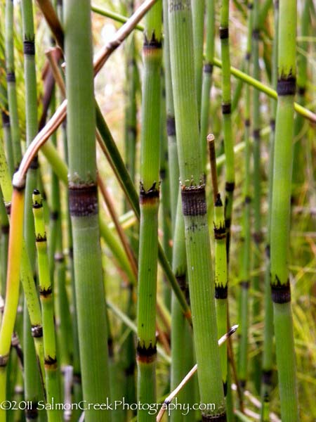 Equisetum hyemale