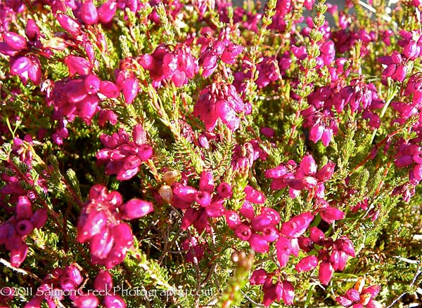 Erica cinerea C. D. Eason