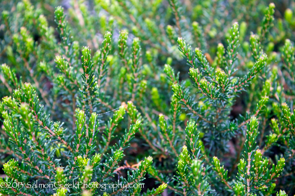 Erica darleyensis ‘Furzey’