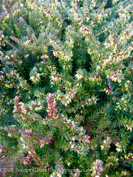 Erica darleyensis ‘Kramers Red’