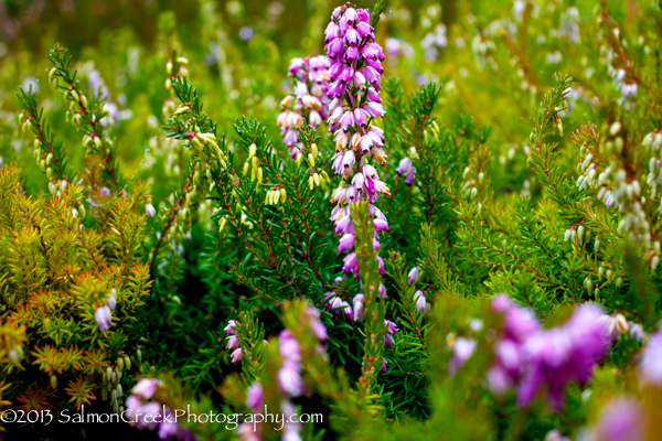 Erica darleyensis Margaret Porter