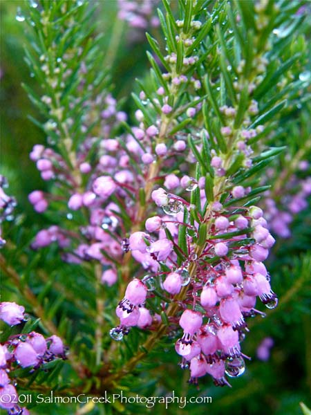 Erica vagans Mrs. D. F. Maxwell