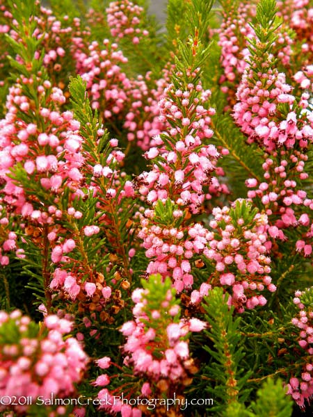 Erica vagans ‘Mrs. D. F. Maxwell’