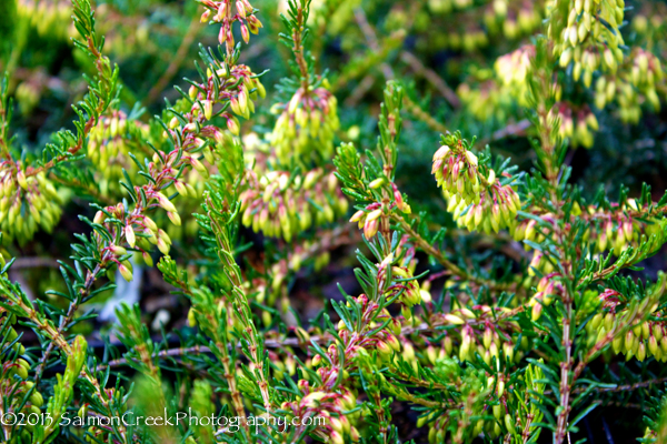 Erica carnea Myretoun Ruby