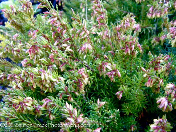 Erica carnea ‘Myretoun Ruby’