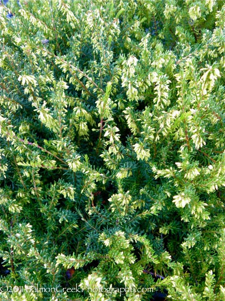 Erica carnea Springwood Pink