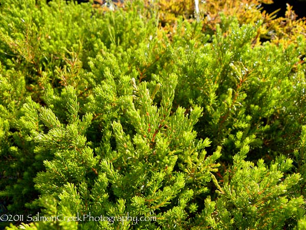 <i>Erica carnea</i> ‘Springwood Pink’