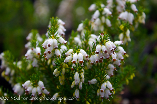 Erica erigena ‘W. T. Rackliff’