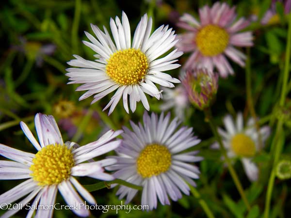 Erigeron x moerheimii