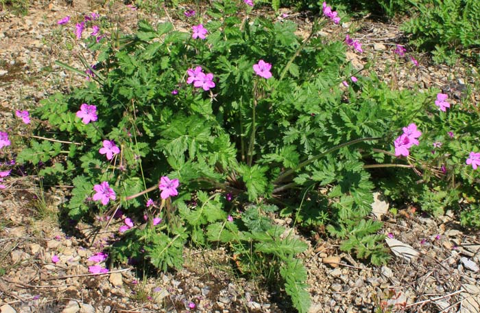 Erodium manescavii