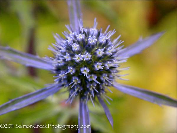 Eryngium planum ‘Blaukappe’