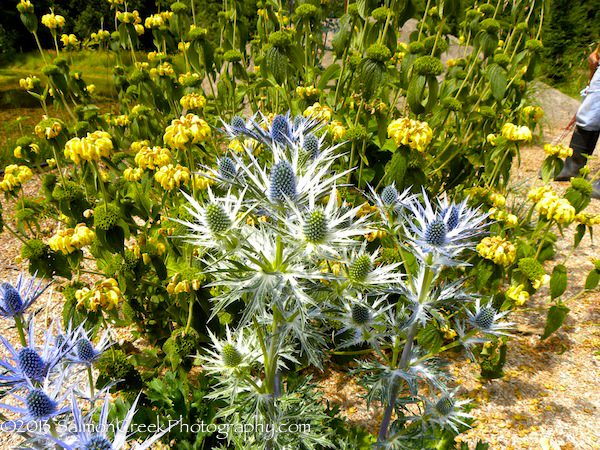 Eryngium Sapphire Blue