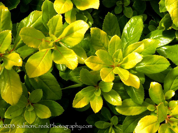 Escallonia laevis ‘Gold Brian’