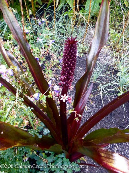 Eucomis comosa Sparkling Burgundy