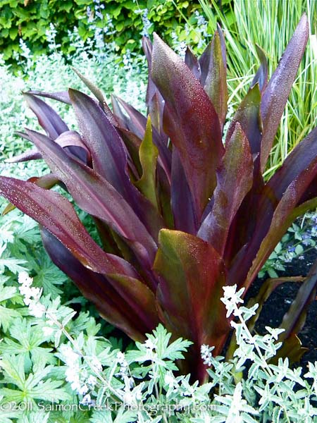 Eucomis comosa ‘Sparkling Burgundy’