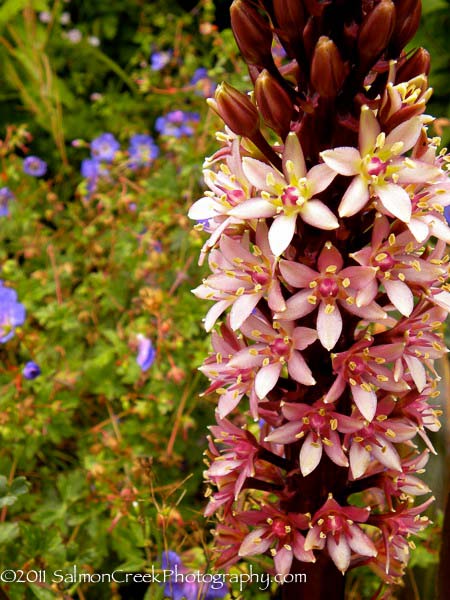 Eucomis ‘Toffee’