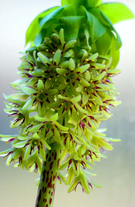 Eucomis bicolor