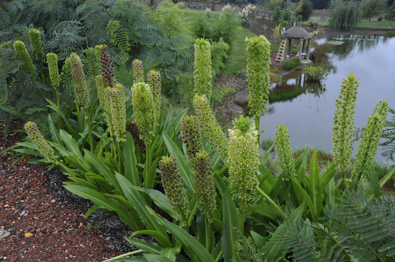 Eucomis pole-evansii