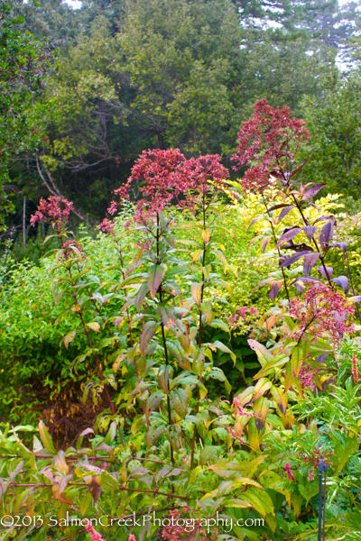 Eupatorium maculatum ‘Gateway’