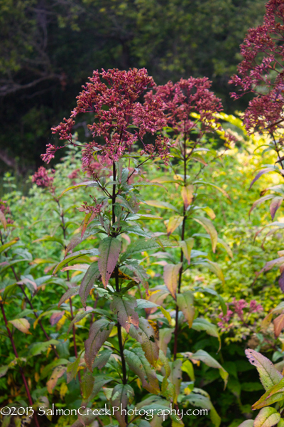 Eupatorium maculatum ‘Gateway’