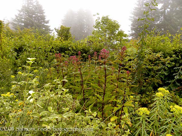 Eupatorium purpureum