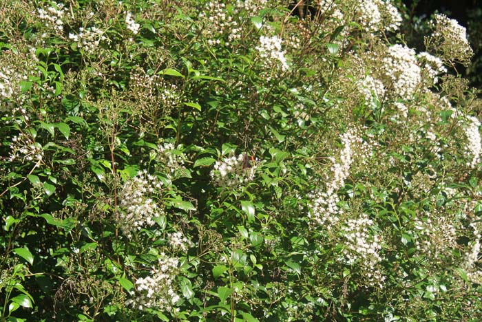 Eupatorium ligustrinum