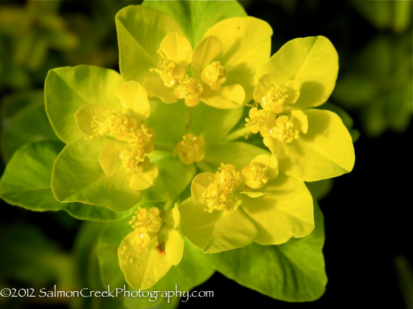 Euphorbia polychroma ‘Candy’