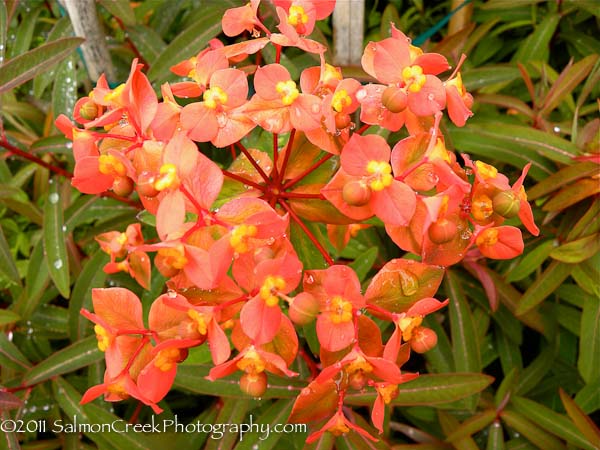 Euphorbia griffithii Great Dixter