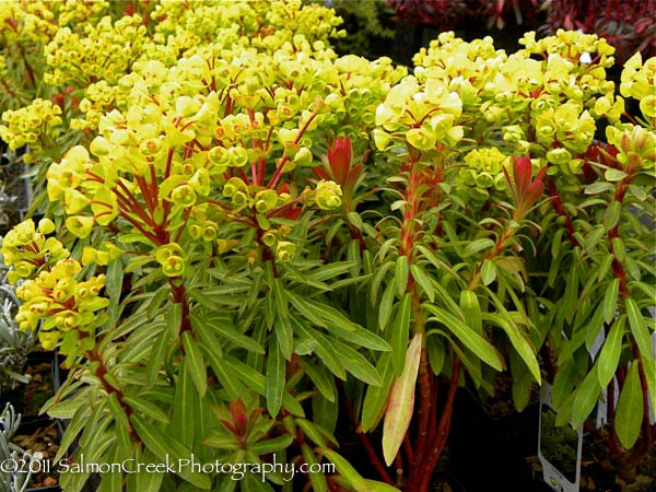 Euphorbia Helen Robinson