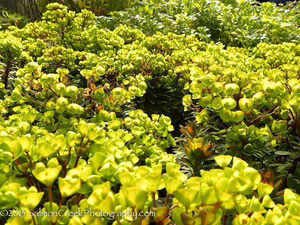 Euphorbia characias Red Wing