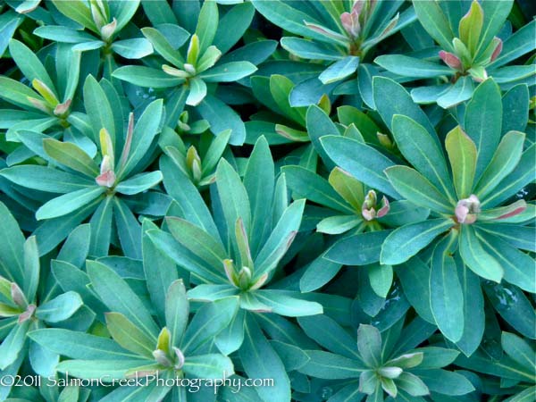 Euphorbia characias ‘Red Wing’