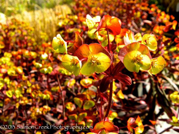 Euphorbia amygaloides Ruby Glow