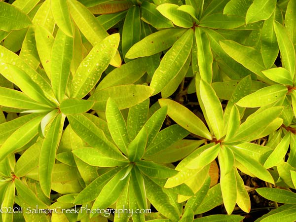 Euphorbia mellifera