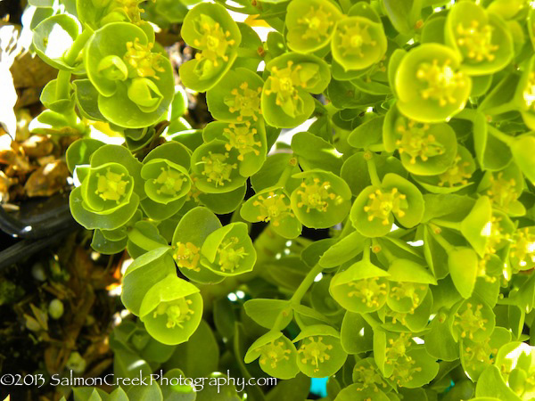 Euphorbia myrsinites