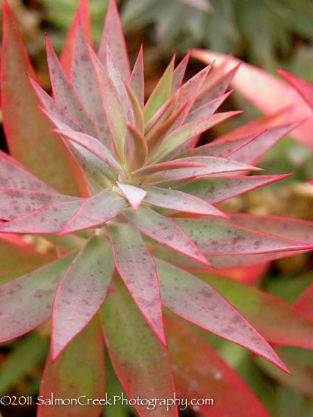 Euphorbia rigida