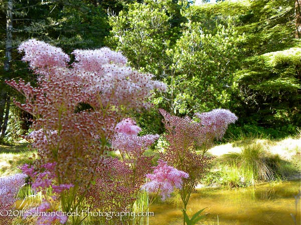 Filipendula rubra Venusta