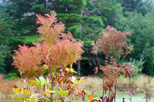 Filipendula rubra ‘Venusta’