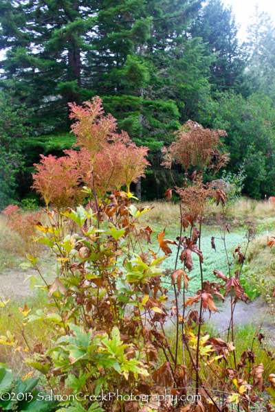 Filipendula rubra Venusta