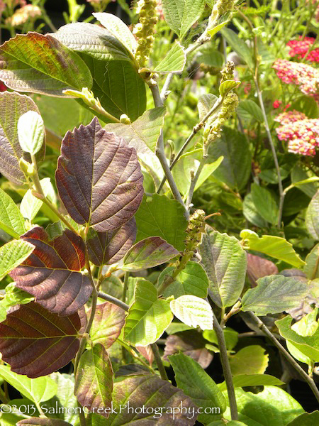 Fothergilla major Mount Airy