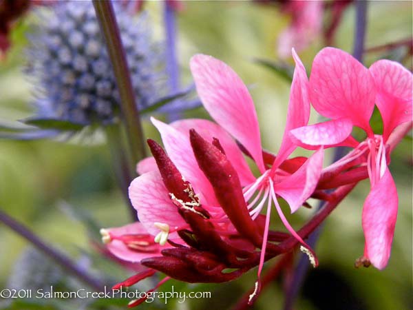 Gaura lindheimeri Pink Cloud