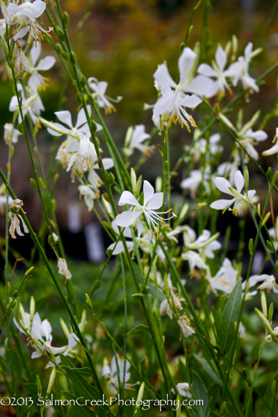 Gaura lindheimeri So White