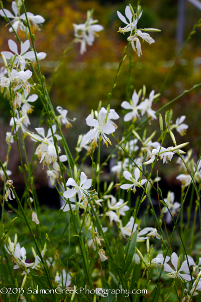 Gaura lindheimeri ‘So White’