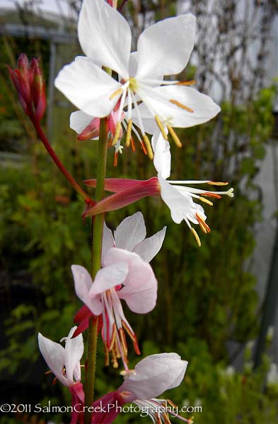 Gaura lindheimeri Summer Breeze