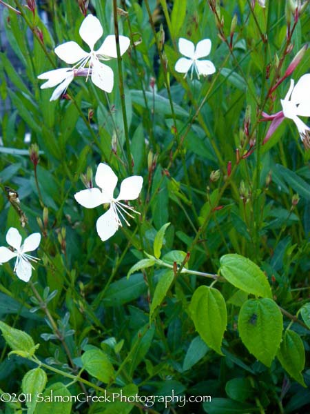 Gaura lindheimeri ‘Summer Breeze’