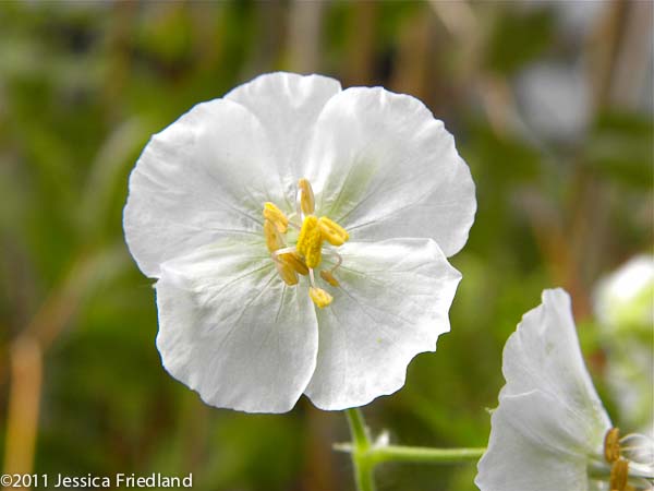 Geranium phaeum ‘Album’