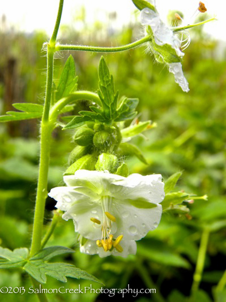 Geranium phaeum Album