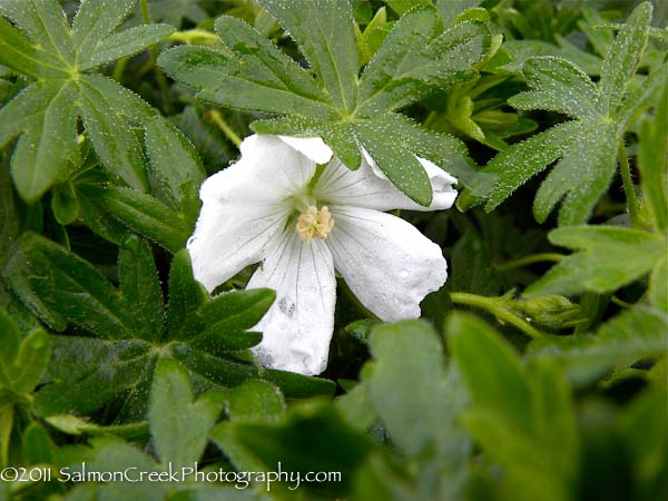 Geranium sanguineum ‘Album’